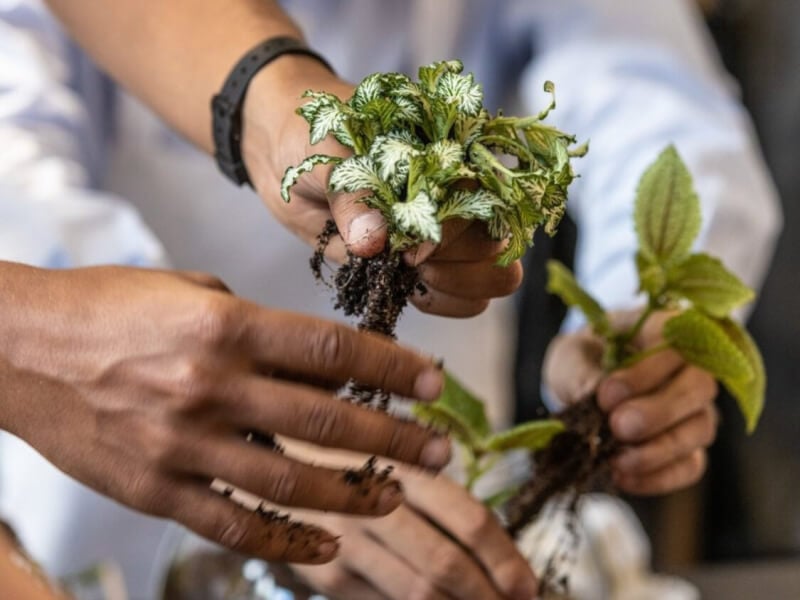 A close up of two sets of hands holding plants ready to go into a glass terrarium